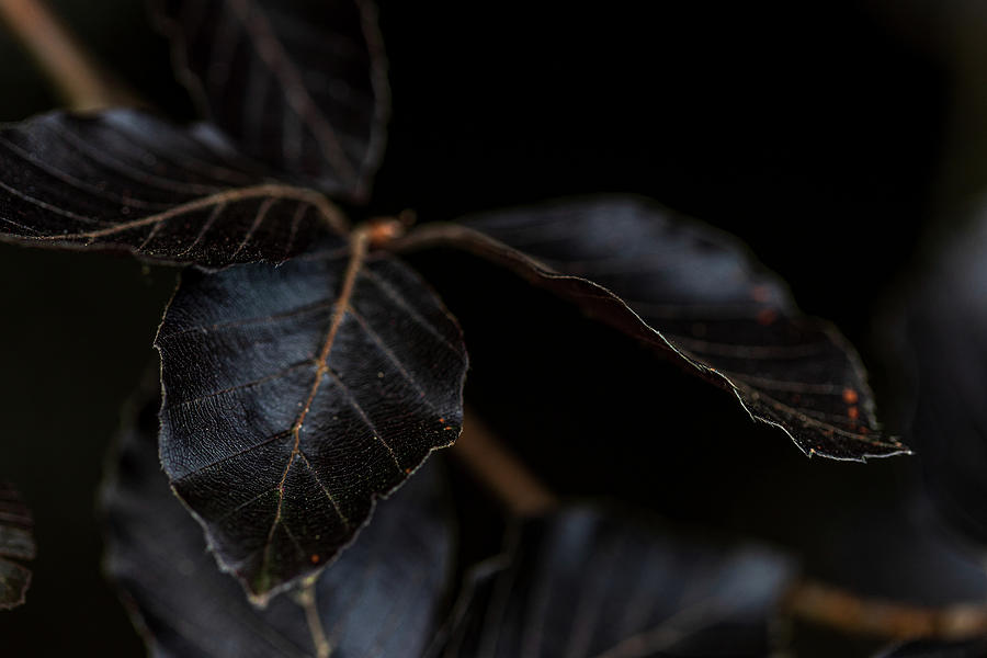Dark Leaves Photograph by Amelia Pearn