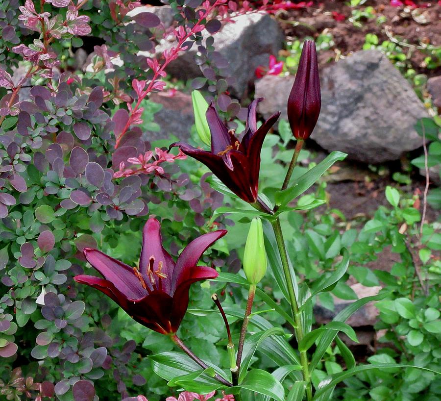 Dark Lilies Photograph by Stephanie Moore