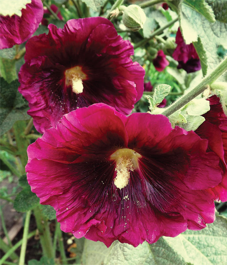 Dark Mallow Photograph by Peter Antos - Fine Art America