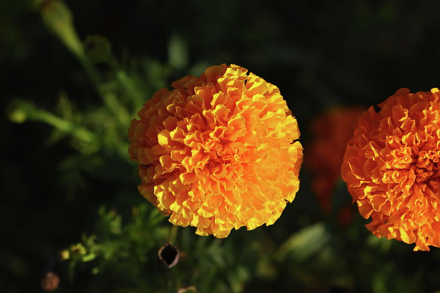 Dark Marigold , Flower, Background Pyrography by Dinesh Kag - Pixels
