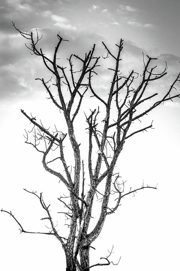 Black And White Photograph - Dark Oasis by Richard Freeman