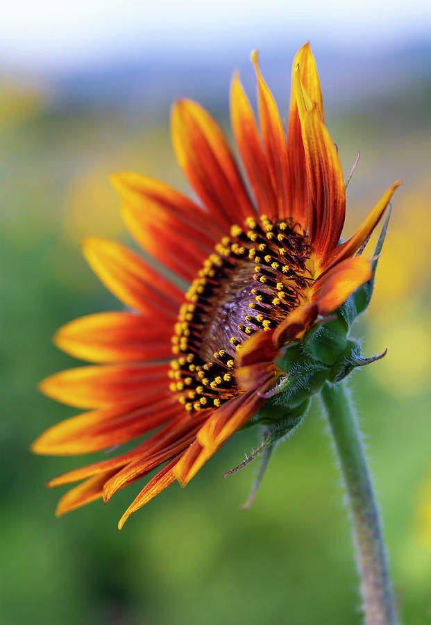 Dark Orange and Yellow Sunflower Photograph by Barbara Rogers Dark Orange and Yellow Sunflower Photograph by Barbara Rogers