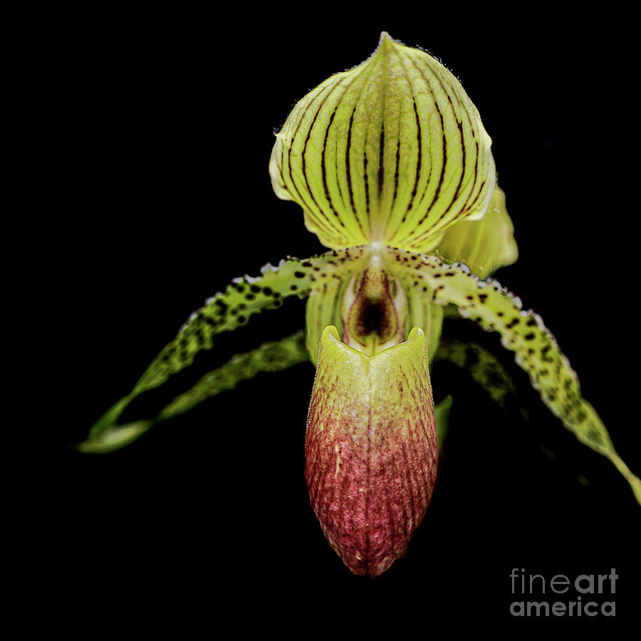 Dark Orchid Photograph by Coral Stengel