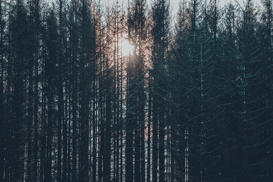 Dark pine trees in moody spruce forest with sun Photograph by Artush ...