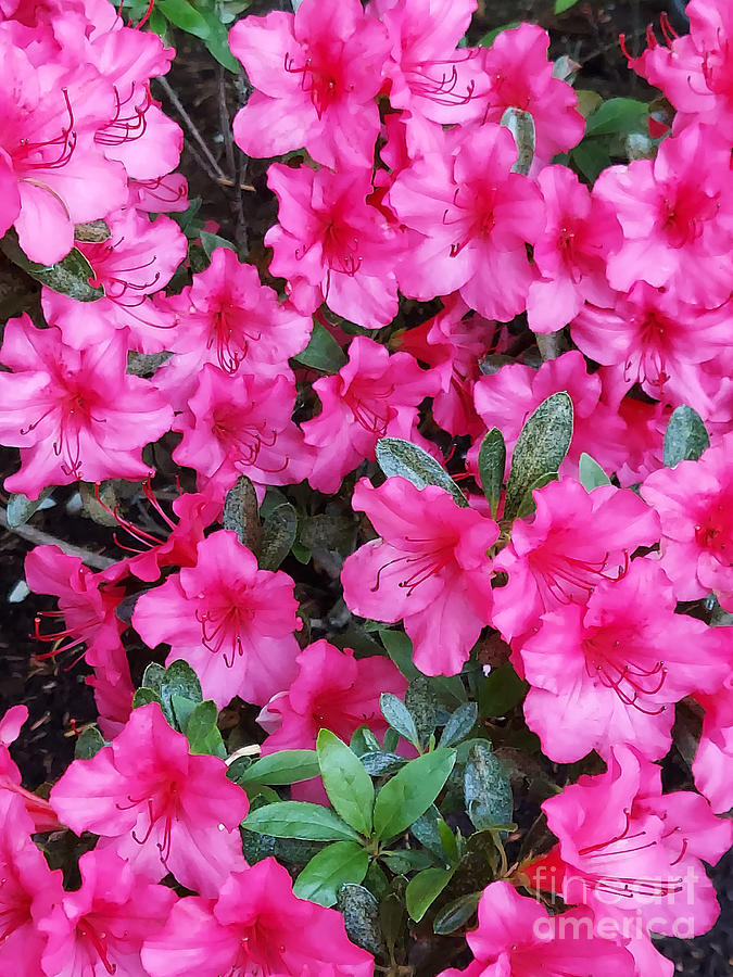 Dark Pink Azalea Photograph by Margie Bayer - Fine Art America