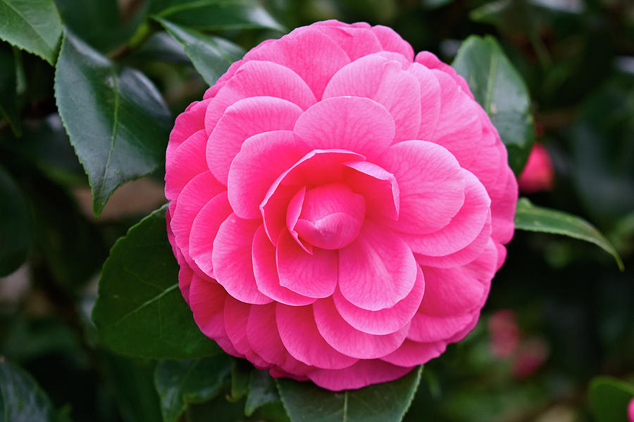 Dark Pink Camellia Photograph by Heron And Fox - Fine Art America