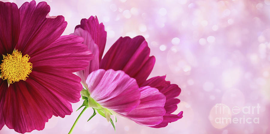 Dark pink cosmos flowers on soft pastel background Photograph by Sandra Cunningham