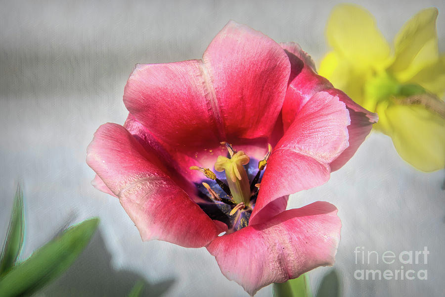 Dark Pink Darwin Hybrid Tulip and the Daffodil Photograph by Diana Mary Sharpton
