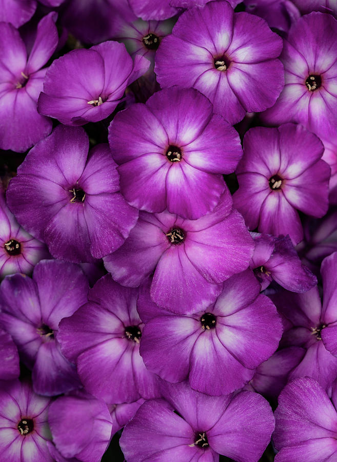 Dark pink floral pattern Photograph by Jaroslaw Blaminsky