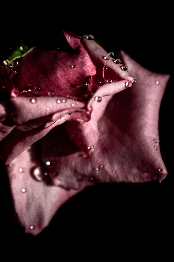 Dark Pink Rose with Waterdrops  Photograph by W Craig Photography