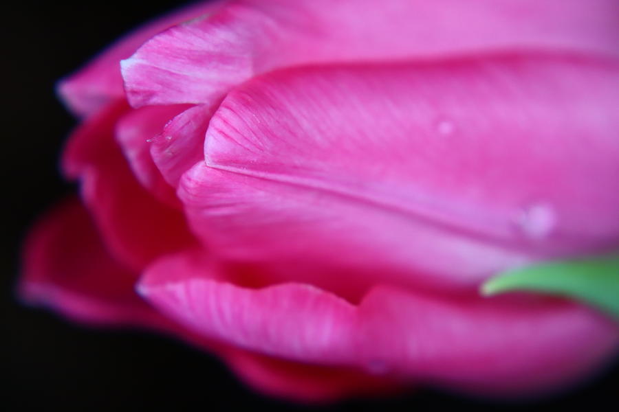 Dark Pink Spring Tulip Photograph by CG Abrams