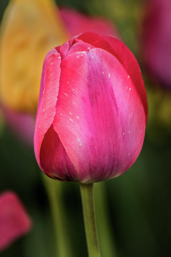Dark Pink Tulip Photograph by Don Johnson