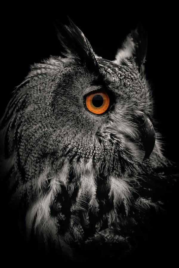 Dark portrait eagle owl in black and white Digital Art by Marjolein Van Middelkoop
