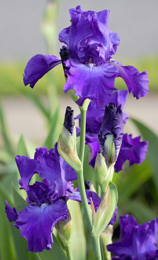 Dark Purple Iris Flowers Photograph by Joseph Skompski