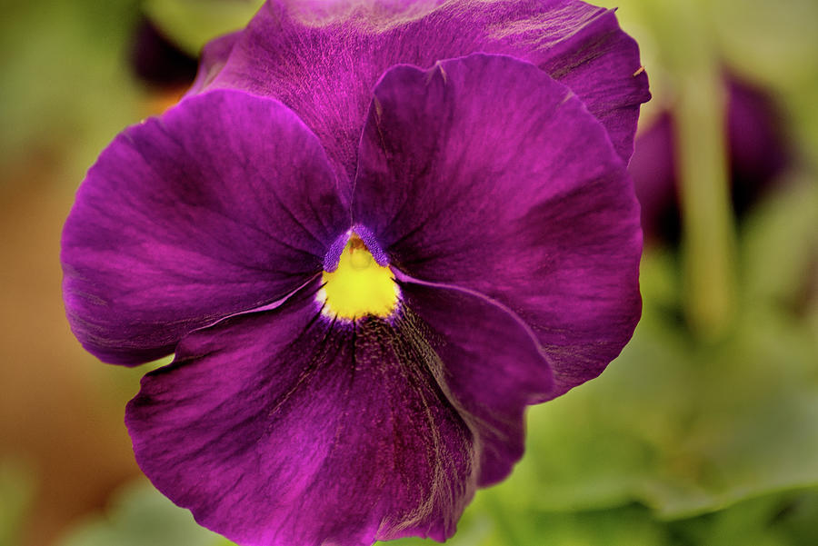 Dark Purple Pansy Photograph by Don Johnson - Pixels