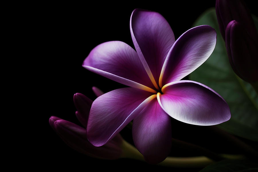 Dark Purple Plumeria 4 Photograph by Athena Mckinzie - Fine Art America