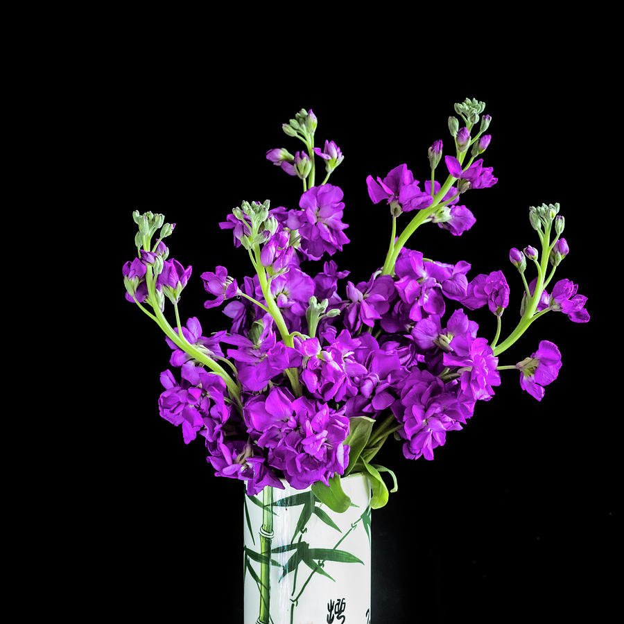 Dark Purple Stock Flowers Matthiola incana X100 Photograph by Rich Franco