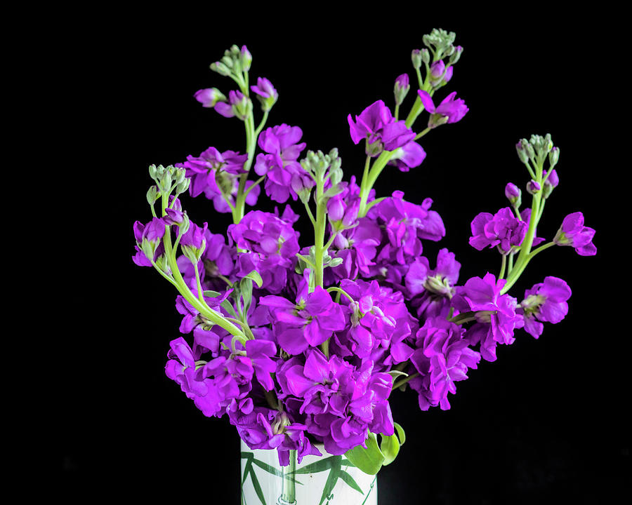 Dark Purple Stock Flowers Matthiola incana X102 Photograph by Rich Franco