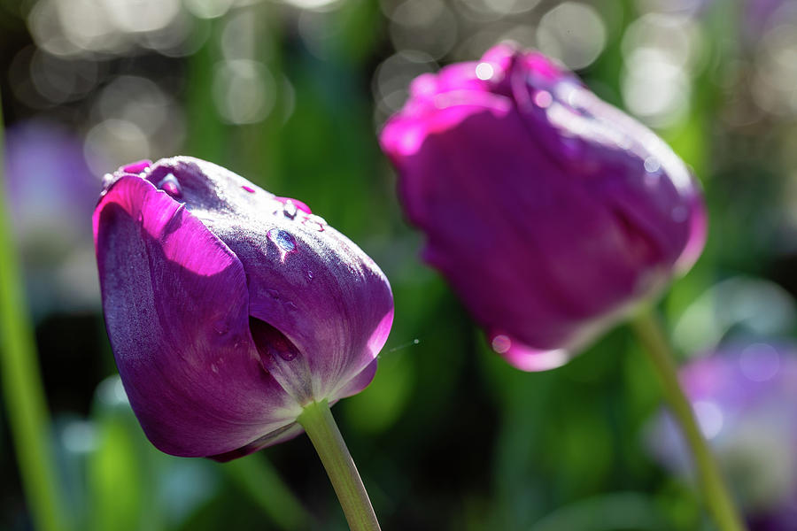 Dark Purple Tulips  Photograph by Lara Morrison