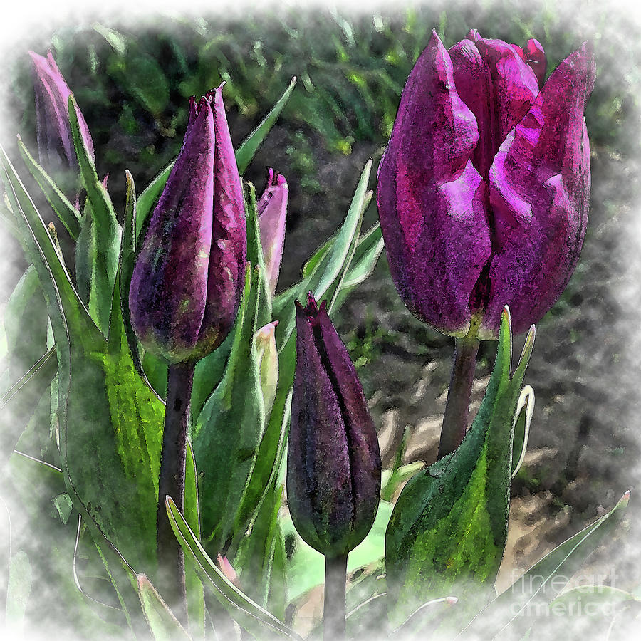 Dark Purple Tulips Opening Digital Art by Kirt Tisdale
