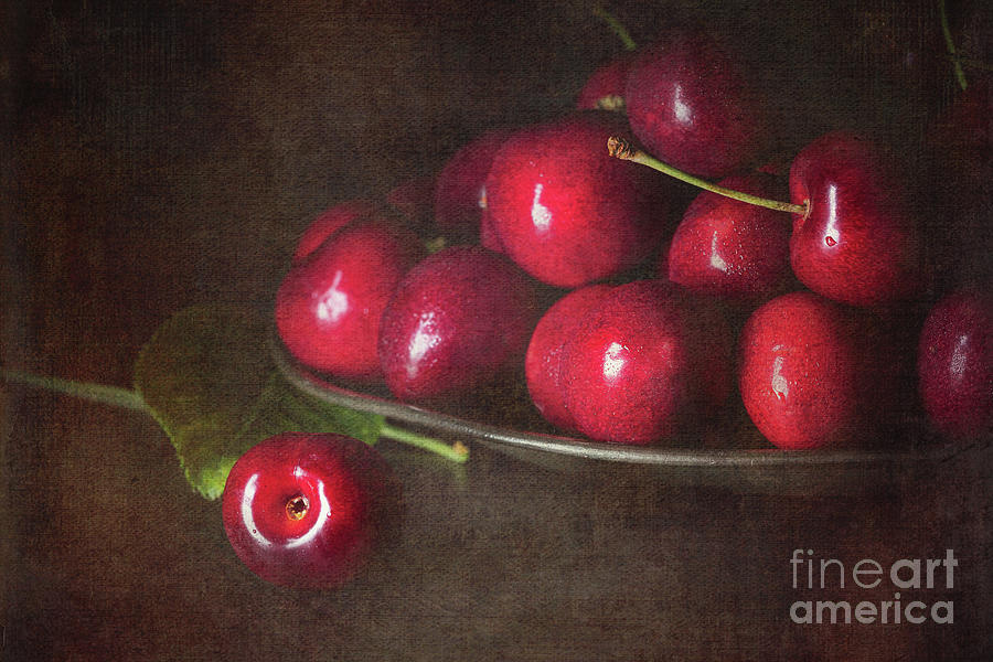 Dark red cherries on a pewter plate, processed to look like an old painting on canvas. Photograph by Jane Rix