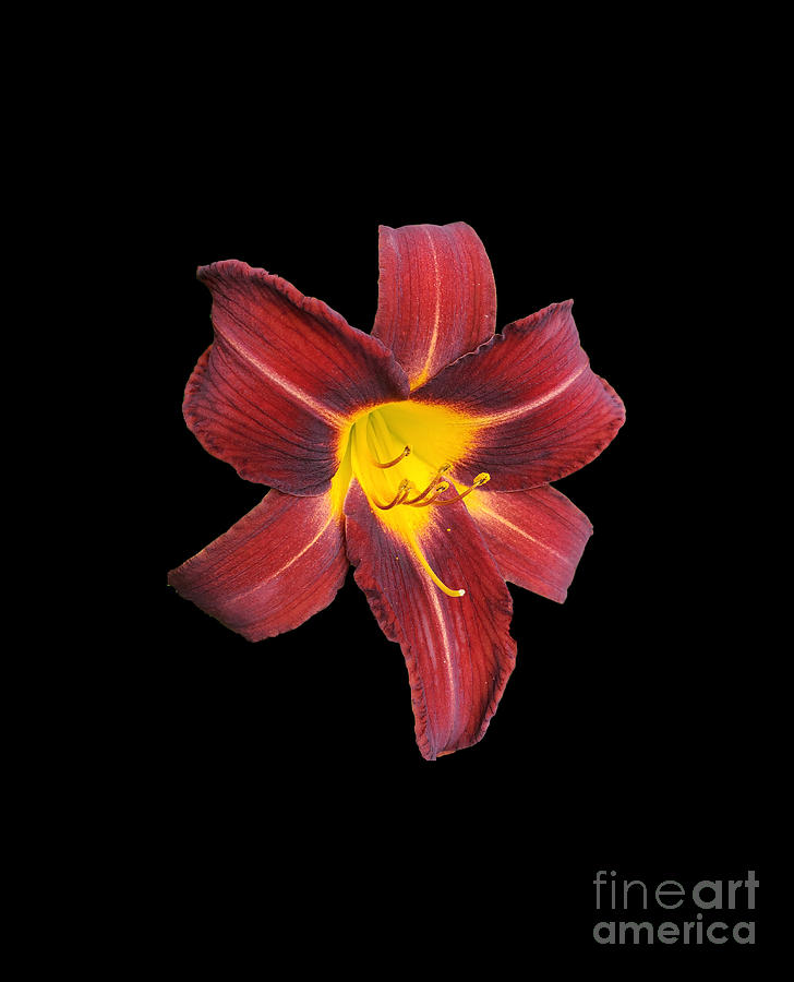 Dark Red Day Lily Photograph by Donna Brown