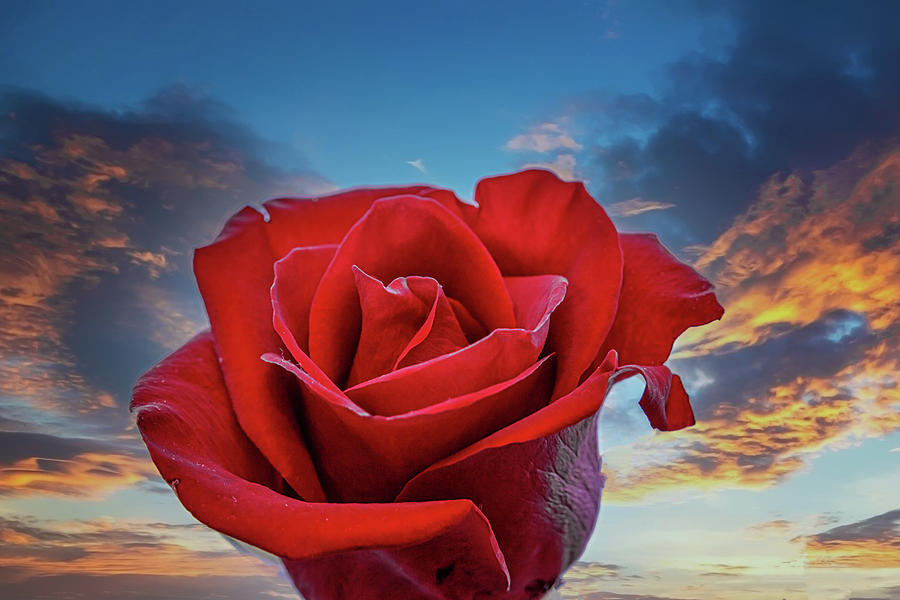 Dark Red Rose on Sunrise Photograph by Darryl Brooks