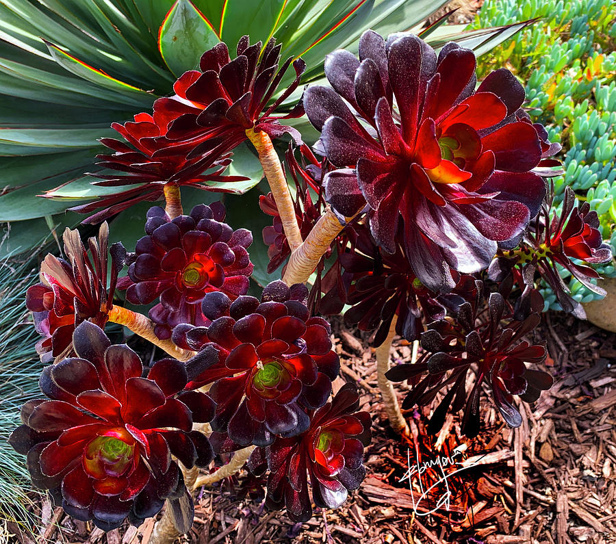 Dark Red Succulent Plant Photograph by DC Langer