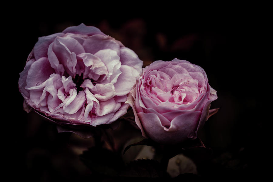 Dark Roses 4 Photograph by Jodi Webber