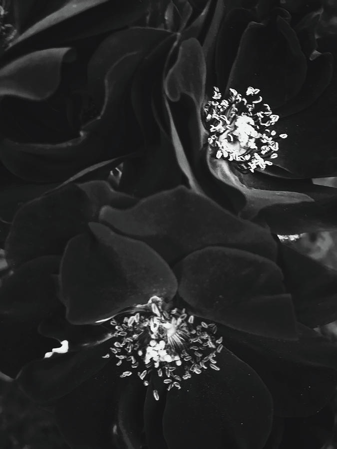 Dark Roses by Anne Leven Dark Roses by Anne Leven