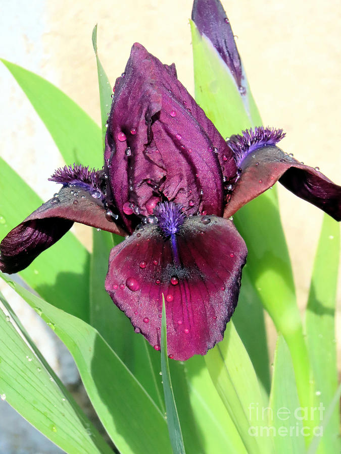Dark ruby red iris Photograph by Janice Drew