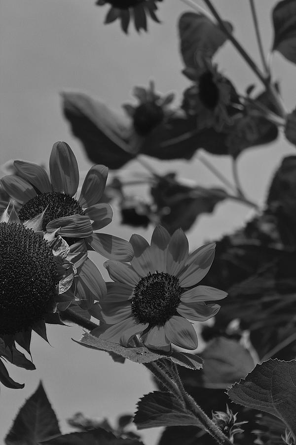 Dark Sunflower Photograph by Dafne Barbuscia - Fine Art America