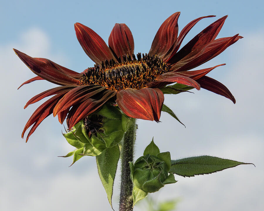 Dark Sunflower Photograph by Dawn Currie