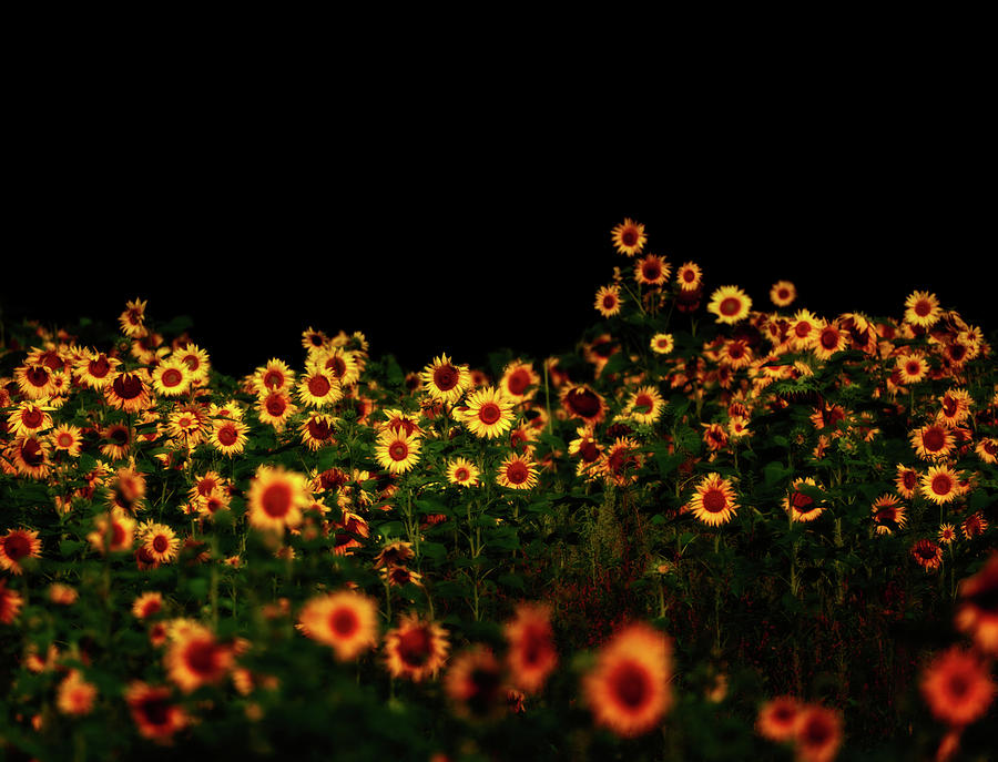 Dark Sunflower Field Photograph by Dan Sproul