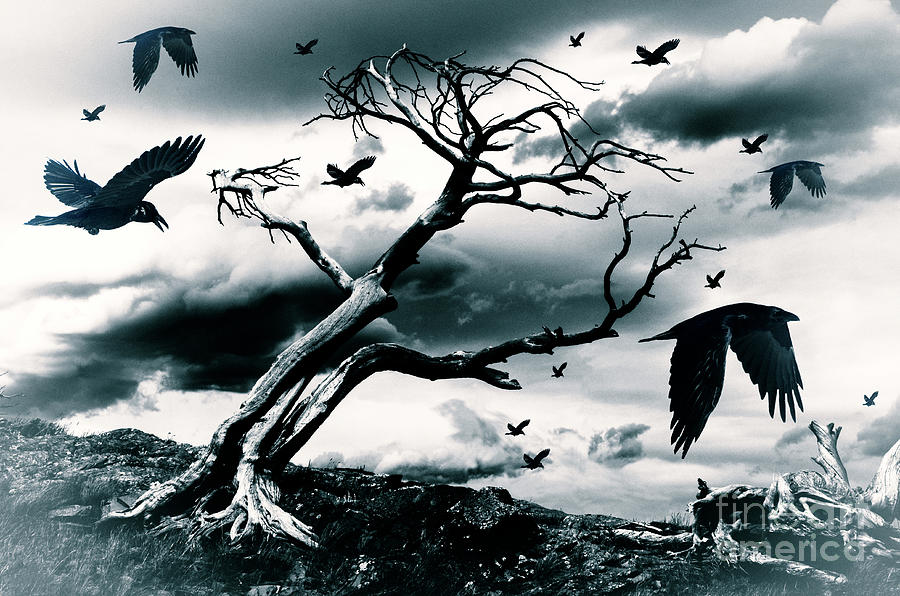 Crow Photograph - Dark Times  by Bob Christopher