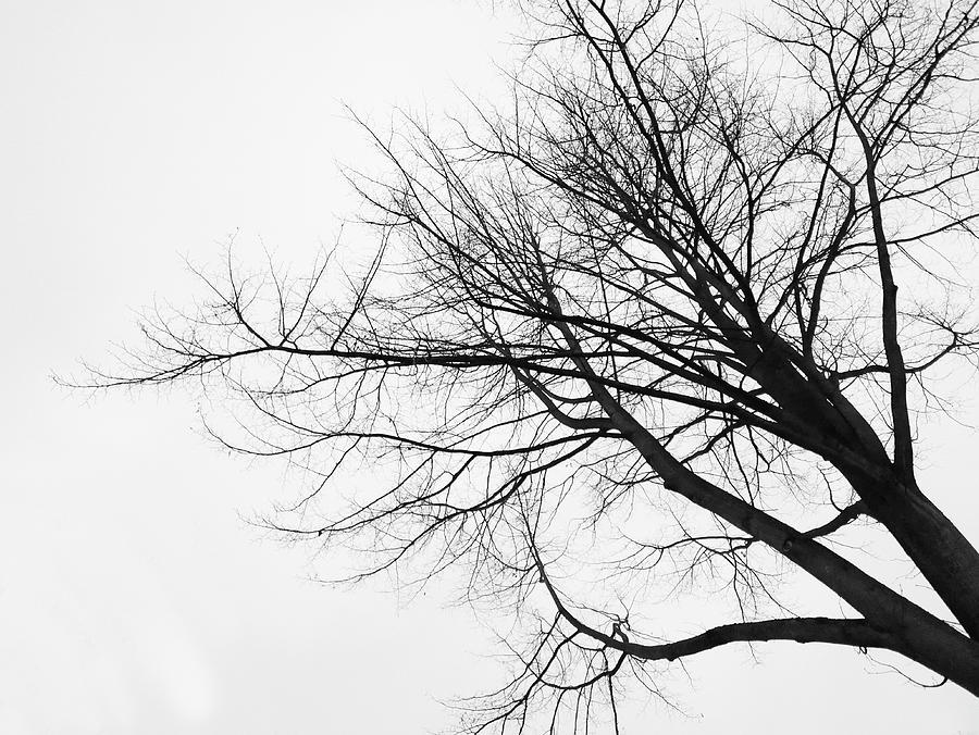 Dark Tree Photograph By Danny Van Den Berg Fine Art America