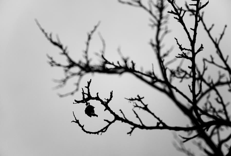 Dark Tree Silhouette Photograph by Martin Vorel Minimalist Photography