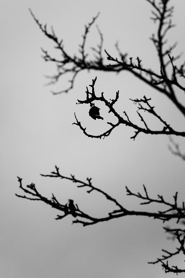 Dark Tree Silhouette - Vertical Photograph by Martin Vorel Minimalist Photography