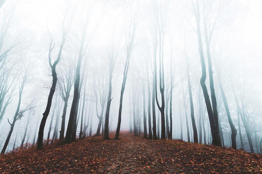 Dark tree silhouettes in foggy forest Photograph by Toma Bonciu