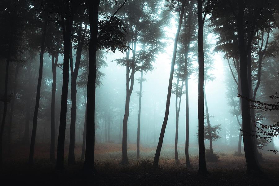 Dark trees in foggy forest Photograph by Toma Bonciu