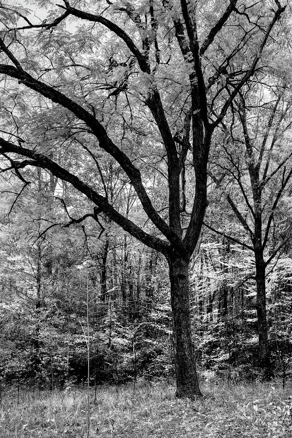 Dark Trees in the Forest Black and White Photograph by Debra and Dave Vanderlaan