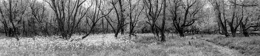 Dark Trees Panorama Black and White Photograph by Debra and Dave Vanderlaan