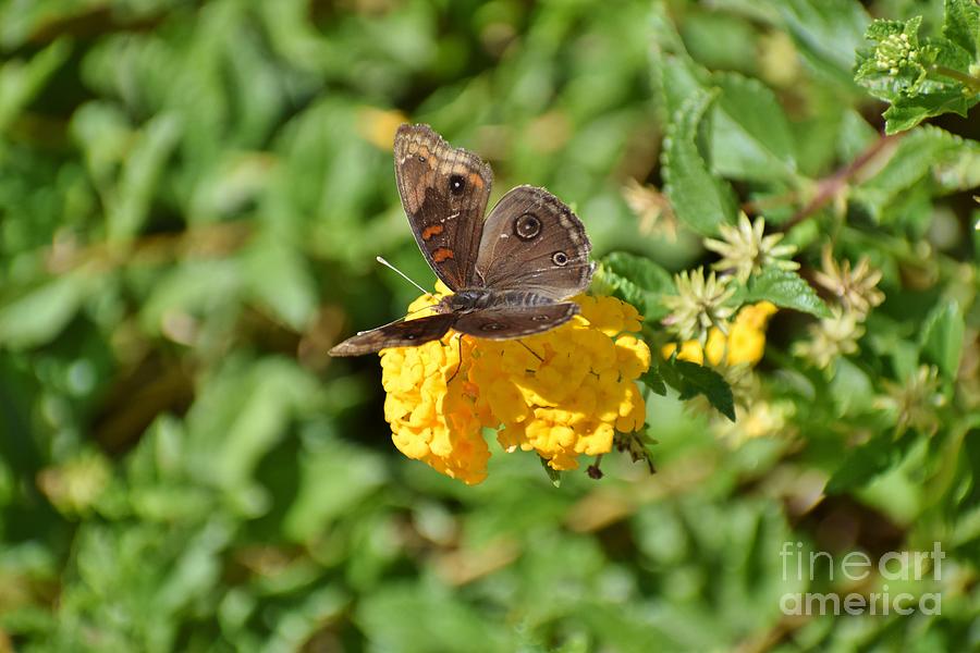 Dark Tropical Buckeye Butterfly Photograph by Janet Marie
