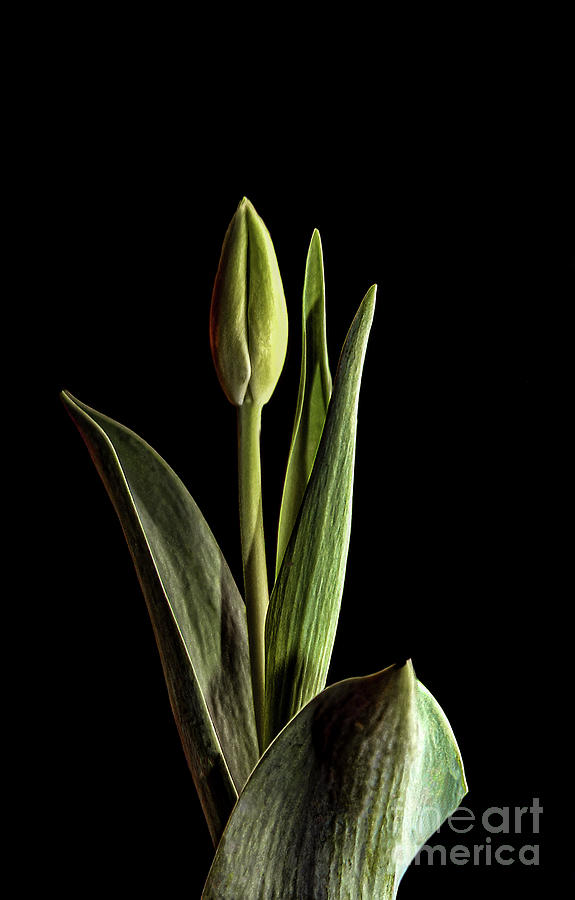 Dark Tulip Photograph by Coral Stengel