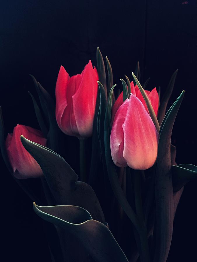 Dark Tulips Photograph by Kathleen Marszycki - Fine Art America