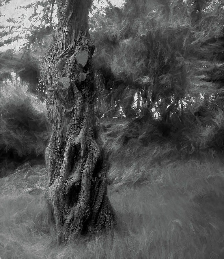 Dark Wind in the Cedars Photograph by Wayne King