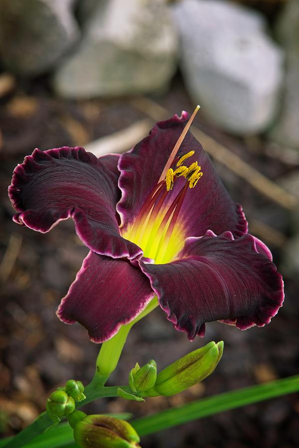 Dark Wine Lily Photograph by Douglas Barnett