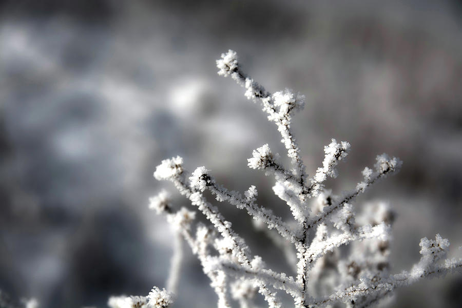 Dark Winter Photograph by Susan Newcomb - Fine Art America