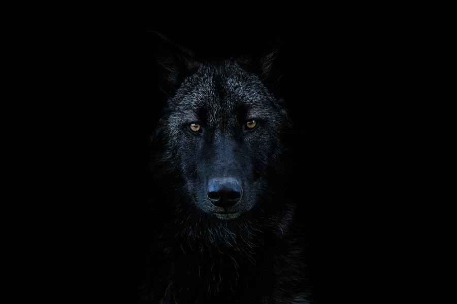 Dark Wolf Photograph by Goutham Ganesh | Fine Art America