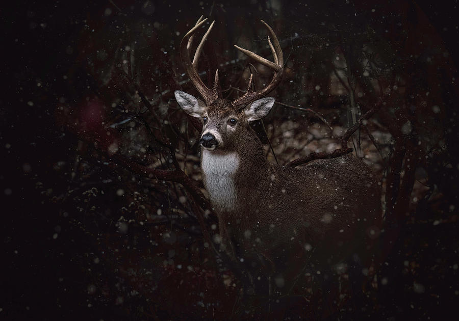 Dark Woods Buck Photograph by Martina Abreu
